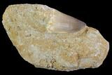 Mosasaur (Prognathodon) Tooth In Rock - Nice Tooth #96189-1
